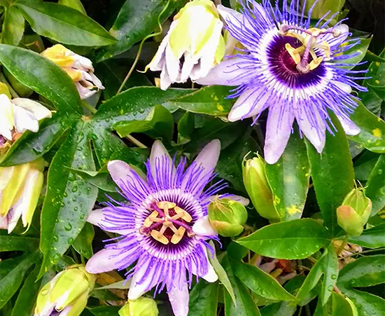 photo de fleurs violettes